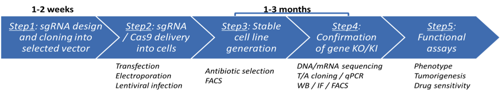 CRISPR/Cas9 Based Method for KO/KI Cell Line Generation