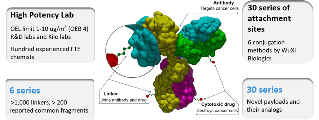 ADC synthesis, antibody drug conjugate, payload, linker, conjugation