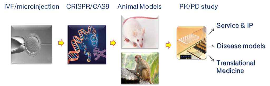 In vivo CRISPR animal models, genome editing, CRISPR/Cas9, GEAM, KI/KO mouse lines, rare diseases