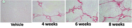 CCl4 induced chronic liver damage in mouse and rat models