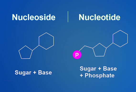 custom synthesis of nucleosides, nucleotides, novel carbocyclic nucleoside, prodrugs, triphosphate