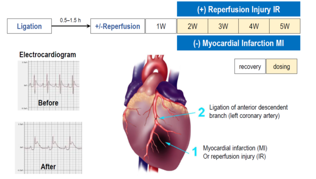 Myocardial infarction and reperfusion injury models; hemodynamics and histopathology, electrocardiogram