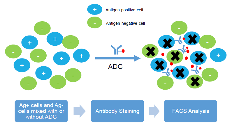 ADC - Bystander effect of Antibody Drug Conjugates