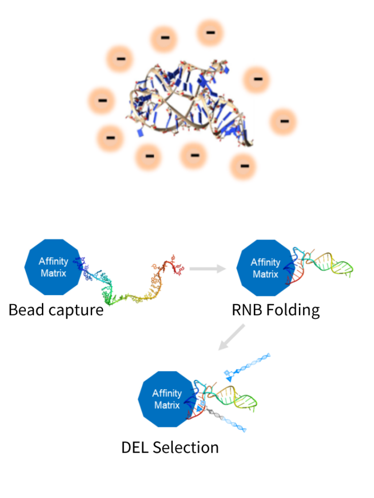 DNA-Encoded Libraries (DEL) - WuXi Biology