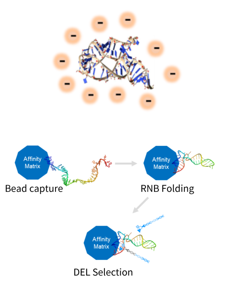 RNA as a drug target, parallel screening, DEL, target, hit ID
