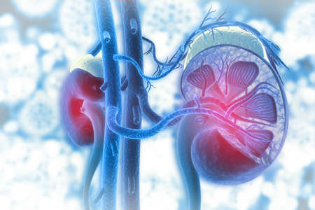 Kidney Disease Models - WuXi Biology