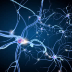 Neurology, neurobiology models, including seizure and dementia, autism, stroke, ischemia 