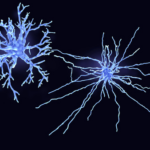 Neurofibrillary tangle-like structure, dementia, PS1/PS2 knockout, tau hyper-phosphorylation 