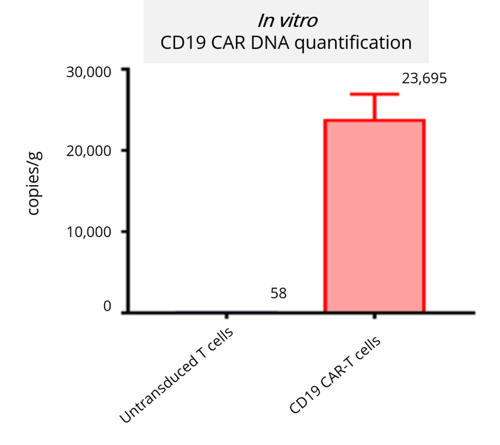 chimeric antigen receptor, CAR-T, CD19, lentiviral vector, transduction, DNA quantification 