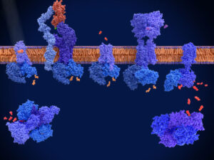 G-protein-coupled receptors (GPCRs) GPCR G-protein