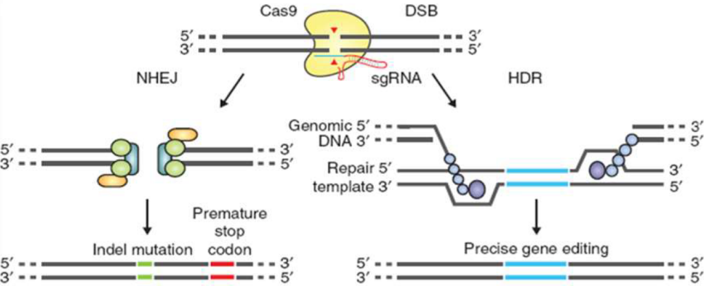 CRISPR, Cas9, genomic DNA, KI, KO