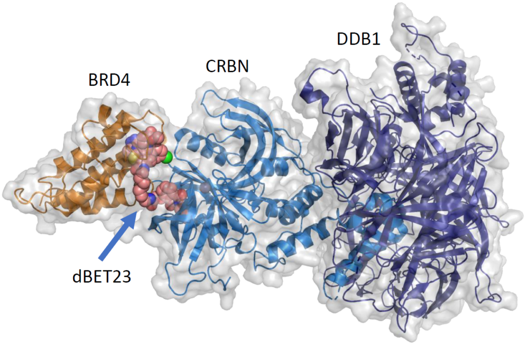 targeted protein degradation; complex bound to dBET23