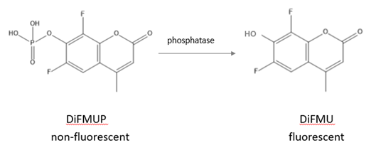phosphatase assays, screening, dephosphorylation, phosphorylation