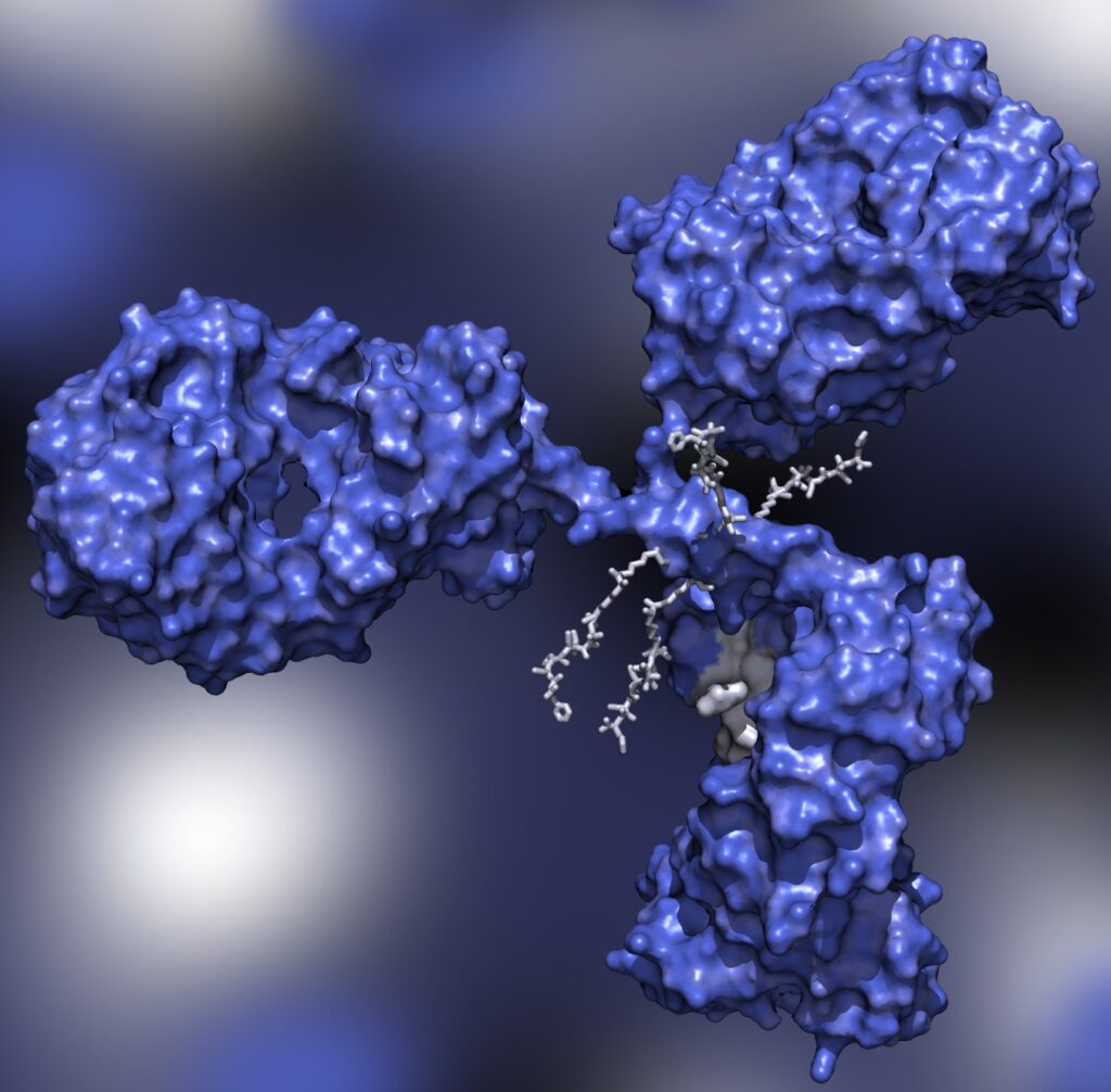 ADC molecule, antibody drug conjugate