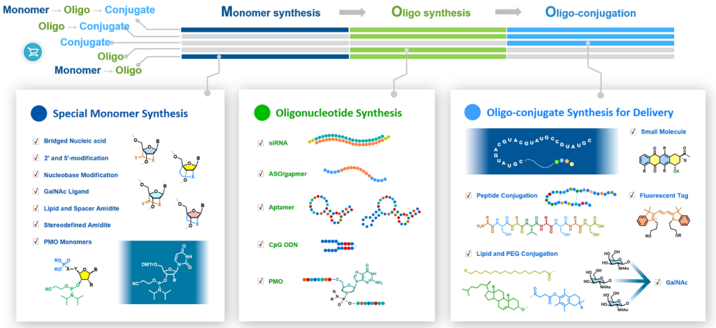 oligonucleotide, nucleic acid synthesis and conjugation