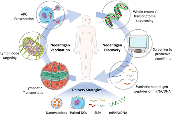 Progress and Challenges in Tumor Vaccine Development - WuXi Biology