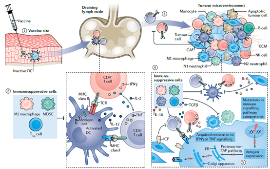 Progress and Challenges in Tumor Vaccine Development - WuXi Biology