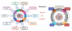 drug resistant animal models