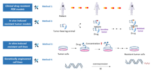 drug resistant animal models