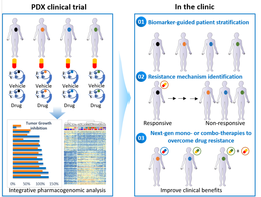 Expanded Role of PDX Models in Anticancer Drug Development - WuXi Biology