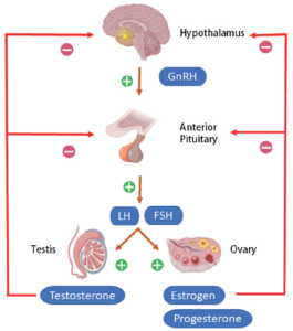 Figure 1 menopause blog