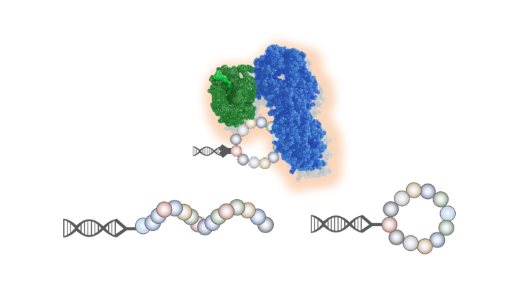DEL page peptide column