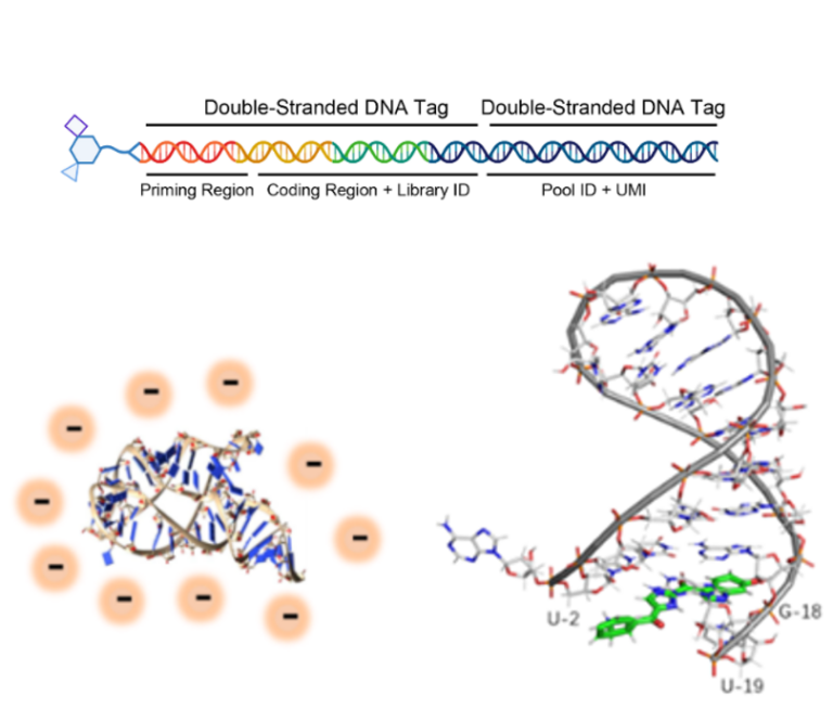 DNA-Encoded Libraries (DEL) - WuXi Biology