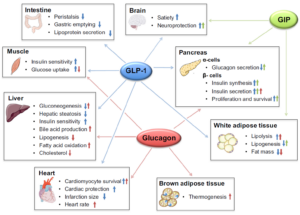 figure 2 peptide obesity blog