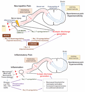 blog on NHP pain models figure 1 schematic