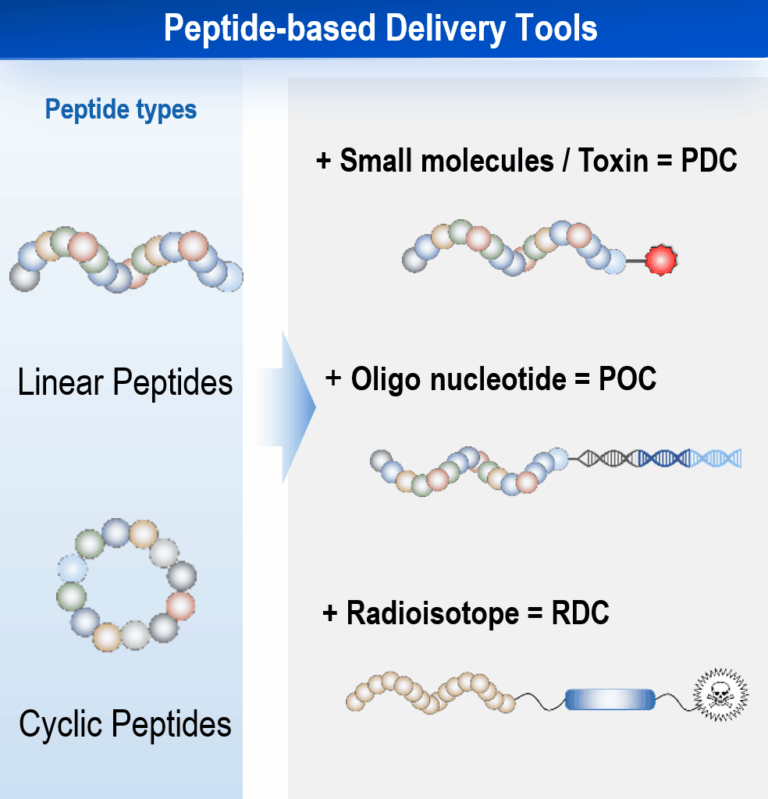 mRNA Display for Peptide Discovery