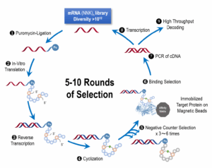figure 4 blog on mRNA display peptide discovery
