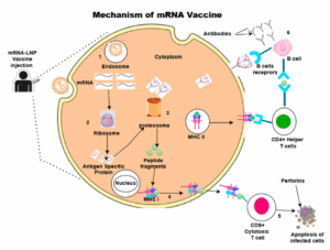 figure 1 mRNA blog