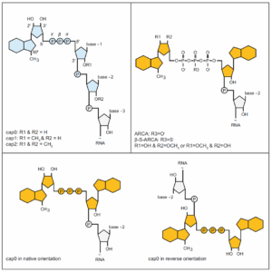 figure 2 mRNA article