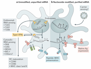 figure 3 mRNA blog