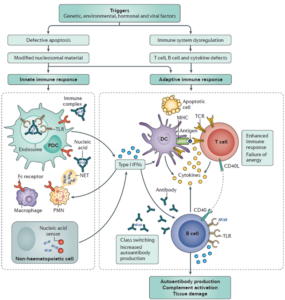 Figure-1_v2-Blog_SLE-Drug-Discovery-using-Short-Term-BM12-Mouse-Model
